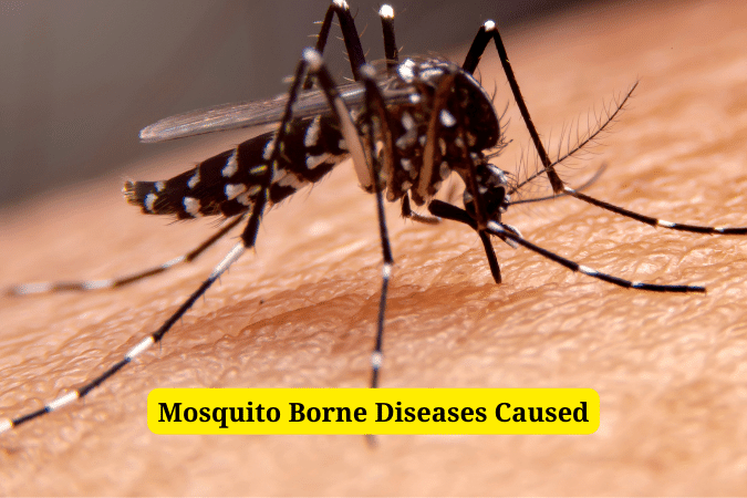 Year Ender 2023 This Year Mosquito Borne Diseases Caused A Lot Of Trouble